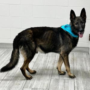Achilles, Shepherd, German, adult, available for adoption