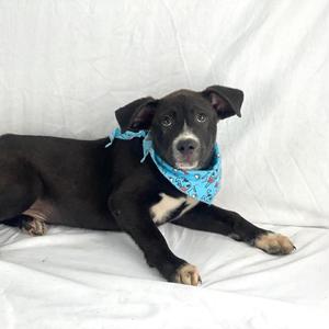 Cookie, Mixed Breed (Large), adult, available for adoption
