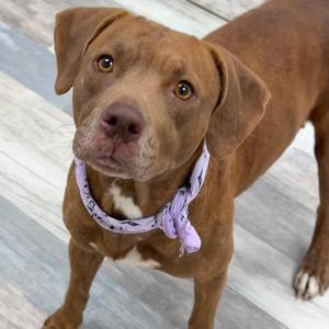 Bunny, Terrier, American Pit Bull, adult, available for adoption