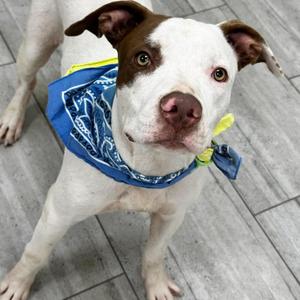 Cody, Terrier, Pit Bull, adult, available for adoption