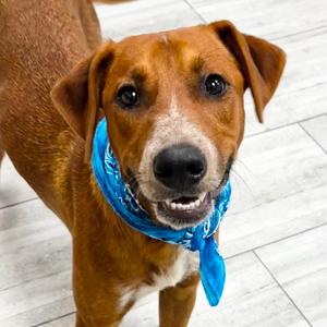 Angus, Hound, adult, available for adoption