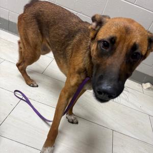 Buffy, Mixed Breed (Medium), adult, available for adoption