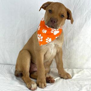 Bullet, Retriever, Labrador, puppy, available for adoption