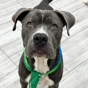 Blue, Terrier, American Pit Bull, adult, available for adoption
