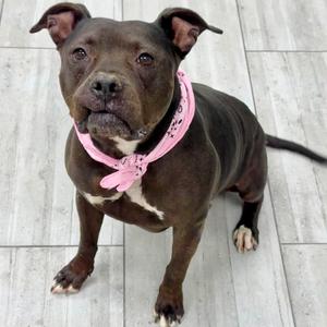 Allie, Terrier, Pit Bull, adult, available for adoption
