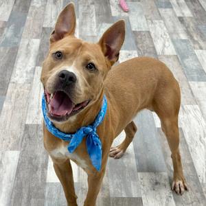 Big Head, Terrier, American Pit Bull, adult, available for adoption