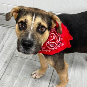 Buster, Mixed Breed (Medium), adult, available for adoption