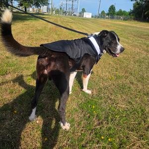 Champ, Saint Bernard, adult, available for adoption