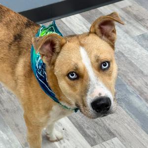 Caligula, Mixed Breed (Medium), adult, available for adoption