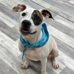 Chester, Terrier, Pit Bull, adult, available for adoption