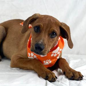 Darby, Mixed Breed (Small), adult, available for adoption