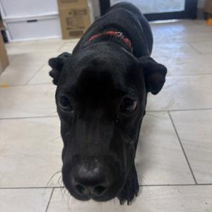 Bethany, Mixed Breed (Small), adult, available for adoption