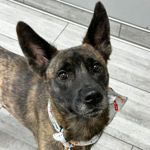 Bear, Mixed Breed (Medium), adult, available for adoption