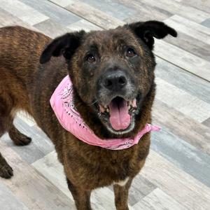 Brin, Shepherd, German, adult, available for adoption