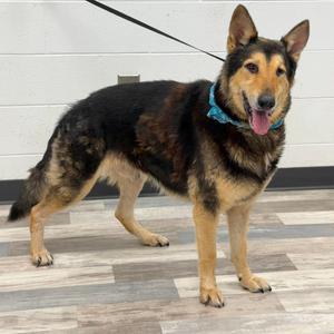 Aturs, Shepherd, German, senior, available for adoption