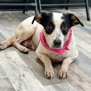 Chasie, American Blue Heeler, adult, available for adoption