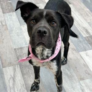Cowgirl, Bulldog, adult, available for adoption