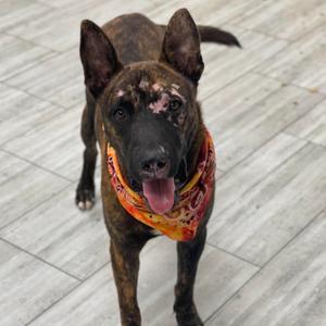Astro, Mixed Breed (Medium), adult, available for adoption