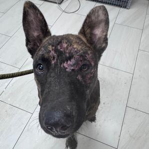 Astro, Mixed Breed (Medium), adult, available for adoption