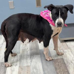 Bella, Mixed Breed (Medium), adult, available for adoption