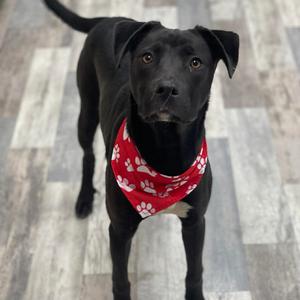 Cain, Mixed Breed (Medium), adult, available for adoption