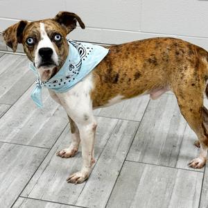 Dakota, Mixed Breed (Medium), adult, available for adoption
