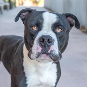 Angus, Terrier, Pit Bull, adult, available for adoption
