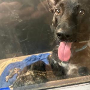 A black dog with its tongue out, sitting on a blue blanket.