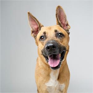 A brown dog with perked ears and a black nose is looking directly at the camera with its mouth open, showing its tongue.