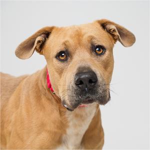 A light brown dog with floppy ears and a red collar looking towards the camera with a slightly tilted head.