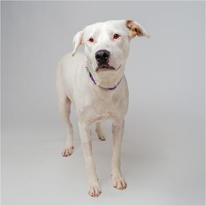 A white dog with a purple collar standing on a gray background.