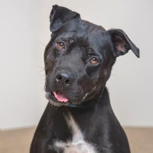 a black dog