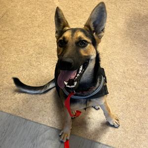 Avril, Shepherd, German, young, available for adoption