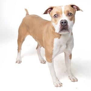 A brown and white dog standing on a white background.