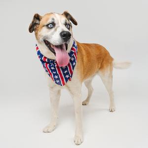 A tan and white dog with blue eyes wearing a red, white, and blue bandana stands with its tongue out.