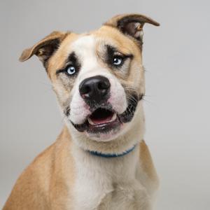A light brown and white dog with blue eyes and a blue collar, looking up with its mouth open.