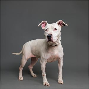 A white dog with a pink nose and ears standing on a gray background.