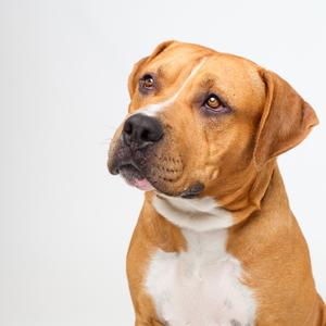 A brown and white dog with floppy ears looks to the left against a white background.