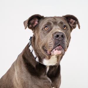 A brown dog with a white collar and a white patch on its chest, looking directly at the camera with its mouth slightly open.