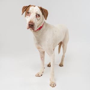 A light-colored dog with brown ears and a red collar standing against a plain background.