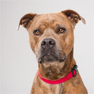 A brindle-colored dog with a red collar, looking towards the camera with a serious expression.