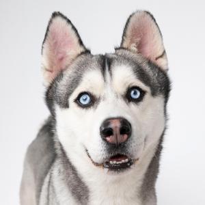 Close-up of a Siberian Husky with striking blue eyes and a gray and white coat, looking directly at the camera.