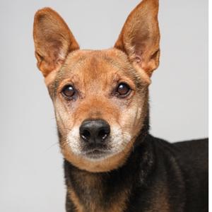 a dog