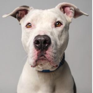 a white dog with brown eyes