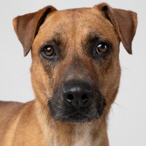 A close-up of a brown dog with floppy ears and a black nose, looking directly at the camera.