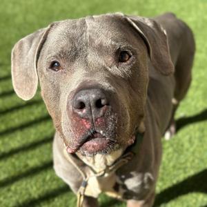 Bubby, Terrier, Pit Bull, senior, available for adoption