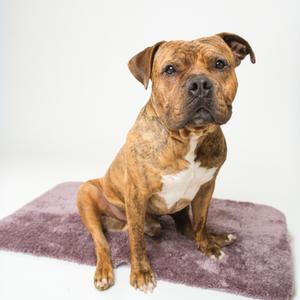 A brindle-colored pit bull mix dog sits on a purple rug against a white background.