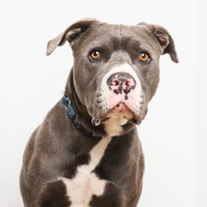 a gray dog with a white spot on its chest