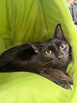 Hunter, kitten, available for adoption