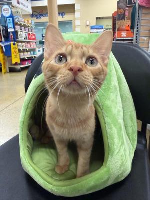 Ranger, kitten, available for adoption